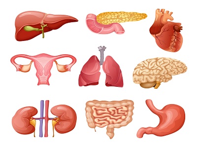 Endocrine System Diseases and Treatments